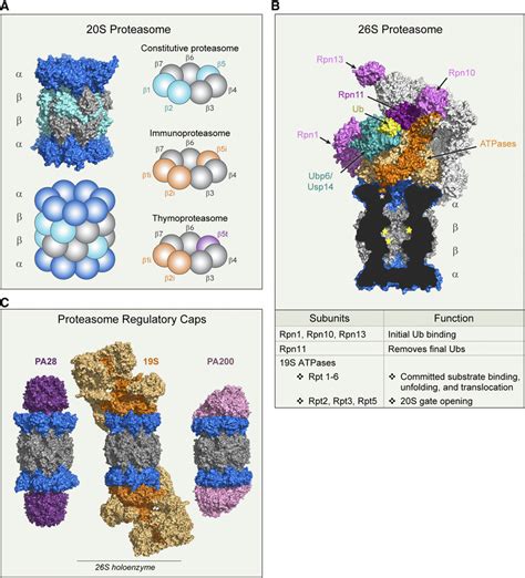 proteasome structure  function  structures pdb ro