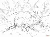 Bilby Coloring Pages Cute Skip Printable Main Super sketch template