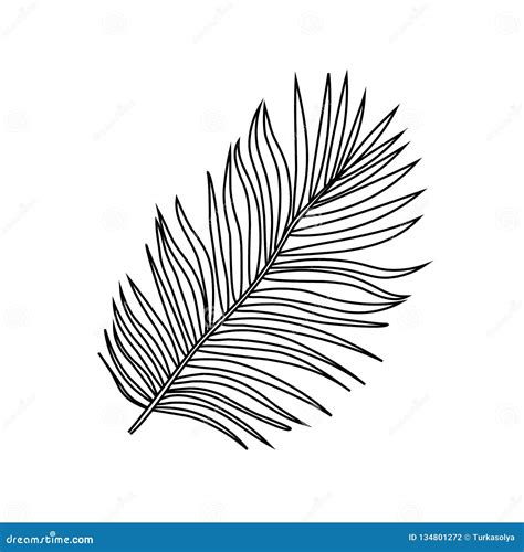 vector illustration  black outline tropical exotic palm tree leaves