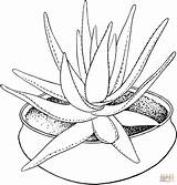 Aloe Aloes Houseplant Marlothii Supercoloring Imprimir Dibujar Casera Mamydzieci sketch template