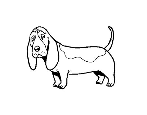basset hound coloring page coloringcrewcom