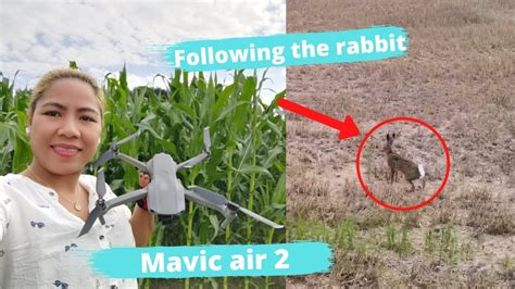 rabbit  drone dji mavic air  youtube