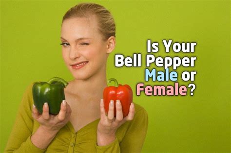 Do You Know If Your Bell Peppers Are Male Or Female The