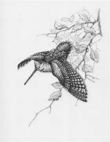 Woodcock Wildlife Uccelli Caccia Bacheca sketch template