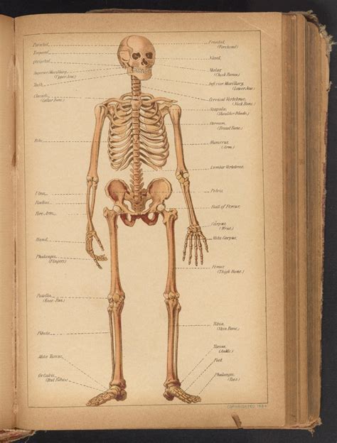 anatomical diagram  human skeleton science history institute digital collections