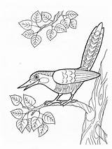 Cuckoo Coloring Pages Birds Cuckoos Designlooter 1000px 4kb Printable Recommended sketch template