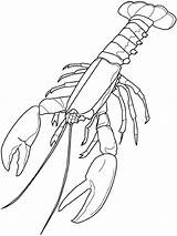 Lobster Coloring sketch template