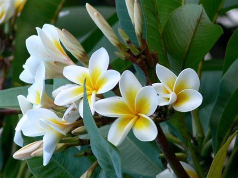 african flowers photo