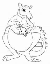 Kanguru Mewarnai Paud Kangaroo Meningkatkan Bermanfaat Kreatifitas Jiwa Semoga Ini Buffalo Bestcoloringpages sketch template