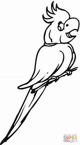 Cockatoo Kakadu Coloring Branch Pages Gif Supercoloring 1200px 48kb Carnaby sketch template