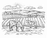 Cows Landbouwbedrijf Landschap Koeien Landelijk Uitstekend Outlines Graze Meadow Meadows sketch template