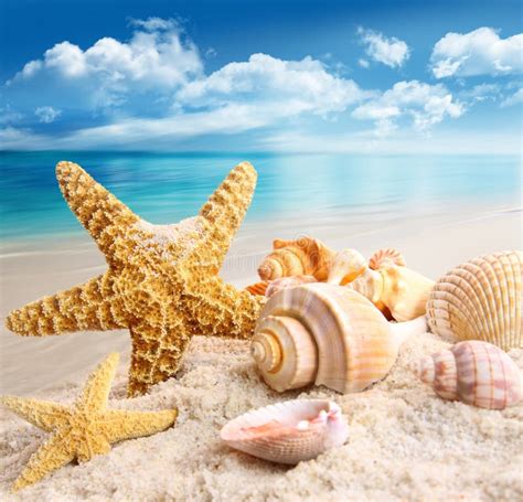 starfish  seashells   beach stock photo image  seashore