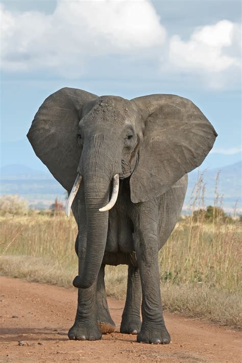 File African Bush Elephant  Wikipedia