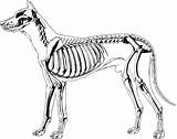 Clipart Skeleton Dog Drawing Diagram Transparent Svg Vectors Webstockreview Big Pdf Prev Next Vector sketch template