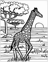 Coloring Giraffe Giraffes Pages Printable Kids Print Thick Color Adult Lines Children Adults Nature Animals Sheet Justcolor Onlinecoloringpages sketch template