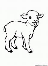 Agneau Mouton Animaux Coloriages Loup Pecore Enfant Lamb Pascal Dessins Ovini Sheep Albumdecoloriages sketch template