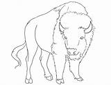 Bison American Coloring Pages Drawing Lineart Getdrawings sketch template