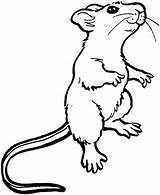 Rat Pages Rats Billede Relateret Bulkcolor Mice Desde Bible Doghousemusic sketch template