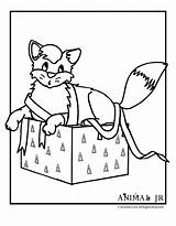 Kittens Animaljr sketch template