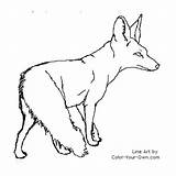 Fox Desert Coloring Pages Clipart Drawing Bat Color Eared Kit Animal Books Index Board Cartoon Bats Kids Cliparts Drawings Newest sketch template