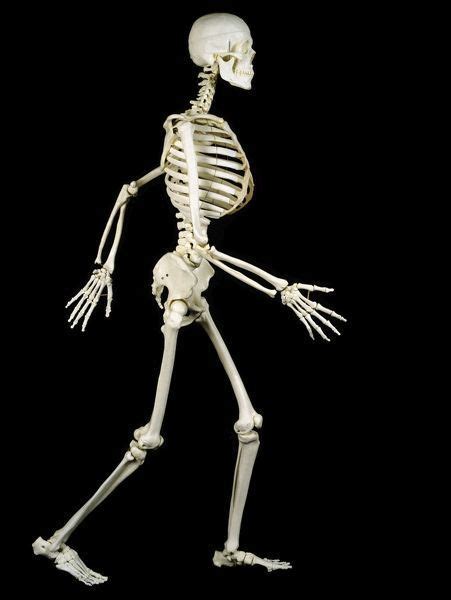 prints  picture   human skeleton human medical