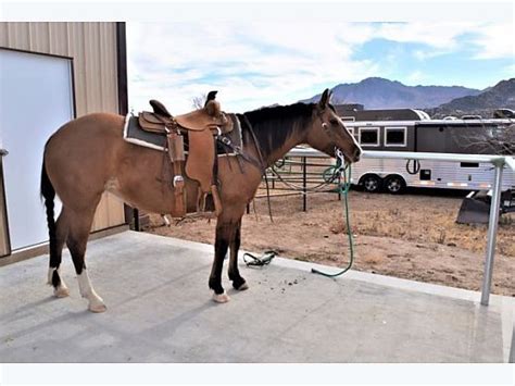 quarter horse  sale quarter horse  sale  prescott az