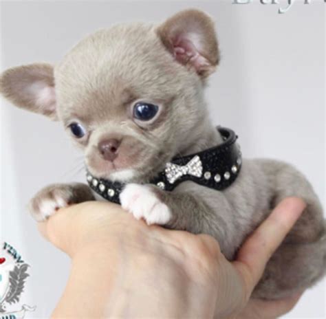 pictures  baby teacup chihuahuas lsanpiero