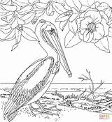 Pelican Pelicano Louisiana Colorear Alabama Paginas Insertion sketch template