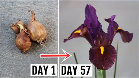 plant grow  care  iris  complete guide youtube