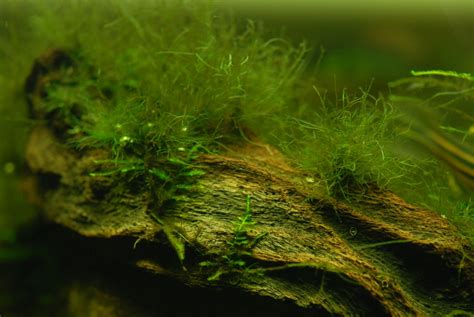 popular types  aquarium algae     rid