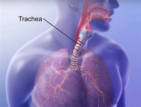 function  trachea     iytmedcom