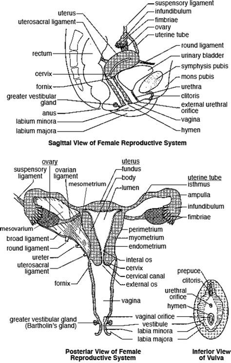 the female reproduction system