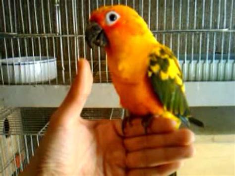 sun conure parrot step  youtube