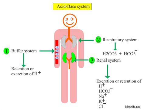 acid base balance part  metabolic acidosis  metabolic alkalosis labpedianet