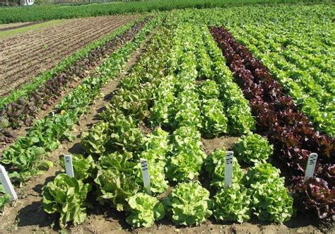 agriculture biologique le maroc candidat pour organiser le congres international infomediaire