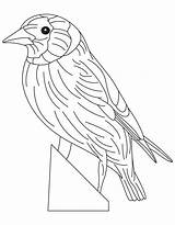 Goldfinch Eastern Coloring Pages Comments sketch template