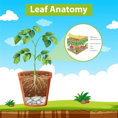 vector diagram showing leaf anatomy