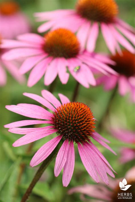 echinacea plant