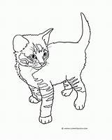 Coloring Tabby sketch template