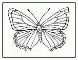 Butterfly Coloring Painted Lady Popular sketch template
