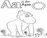 Letter Coloring Ape Printable Pages Book sketch template
