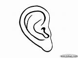 Coloring Ears Pages Ear Human Popular sketch template