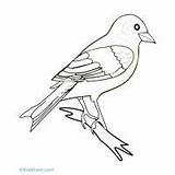 Finch Yellow Coloring Pages sketch template