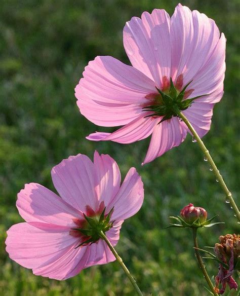 pink cosmos  cosmos flowers beautiful flowers flowers photography