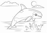 Whale Killer Coloring Pages Kids Marine Adorable sketch template