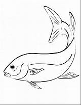 Walleye Coloring Pages Getdrawings Getcolorings Trout Fish Printable Drawing sketch template