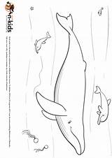 Dolfijnen Naturalis Kleurplaten Dolfijn Bron Titel Bestelcode Categorie sketch template