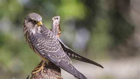 amur falcons nagaland  undertake  bird count  hindu