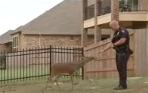 friendly deer tied up behind texas home rescued by police
