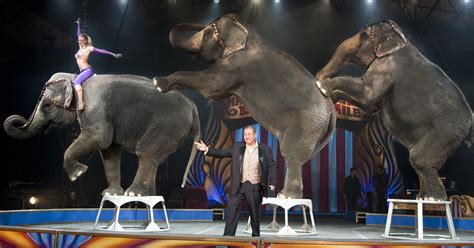 circus elephants  allowed  perform  st lucie county fairgrounds